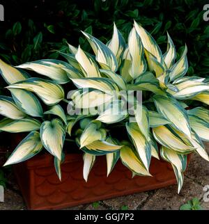 Container - Hosta - planted with Hosta `June'   CTR066806 Stock Photo